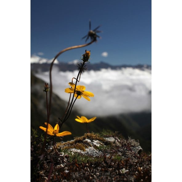 A delicate flower in the awe-inspiring Andes