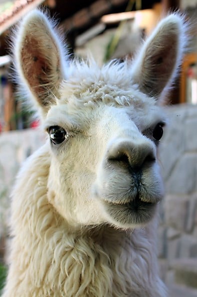 Dalai the llama