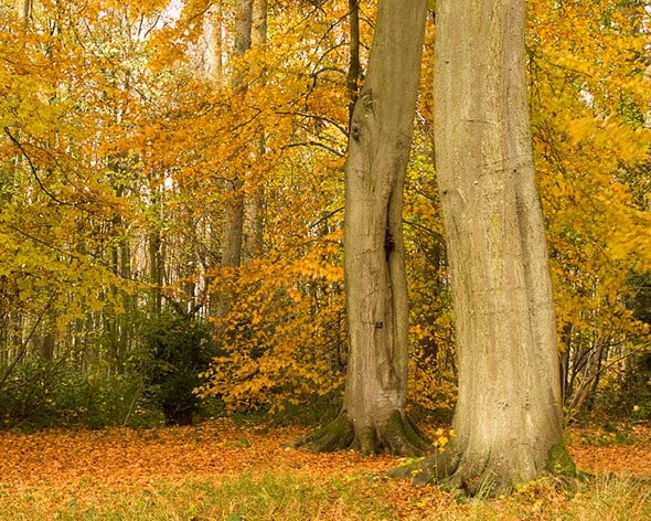 Beech wood Beech wood