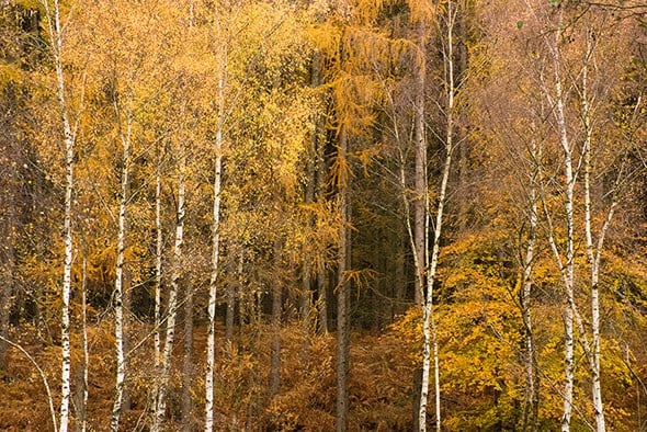 Composition and colour Composition and colour