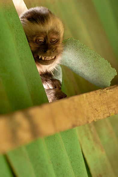 © Wex Photo Video Cheeky-monkey-looks-down-from-the-roof-as-we-eat-breakfast-in-the-lodge1.jpg