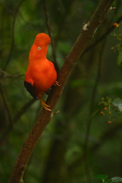 © Wex Photo Video Peruvian-Cock-of-the-Rock-stands-proud-at-the-lek-before-displaying-to-the-surrounding-females1.jpg