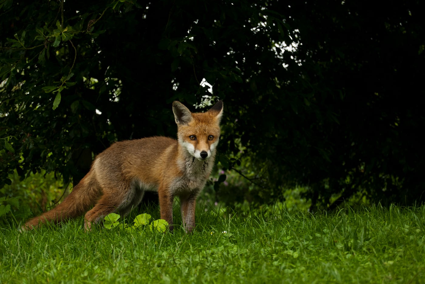 © Wex Photo Video for-long-enough-they-will-often-become-happy-to-have-you-close-by-when-working-with-foxes-one-of-the-cubs-was-more-than-happy-to-play-a-few-feet-infront-of-me.jpg