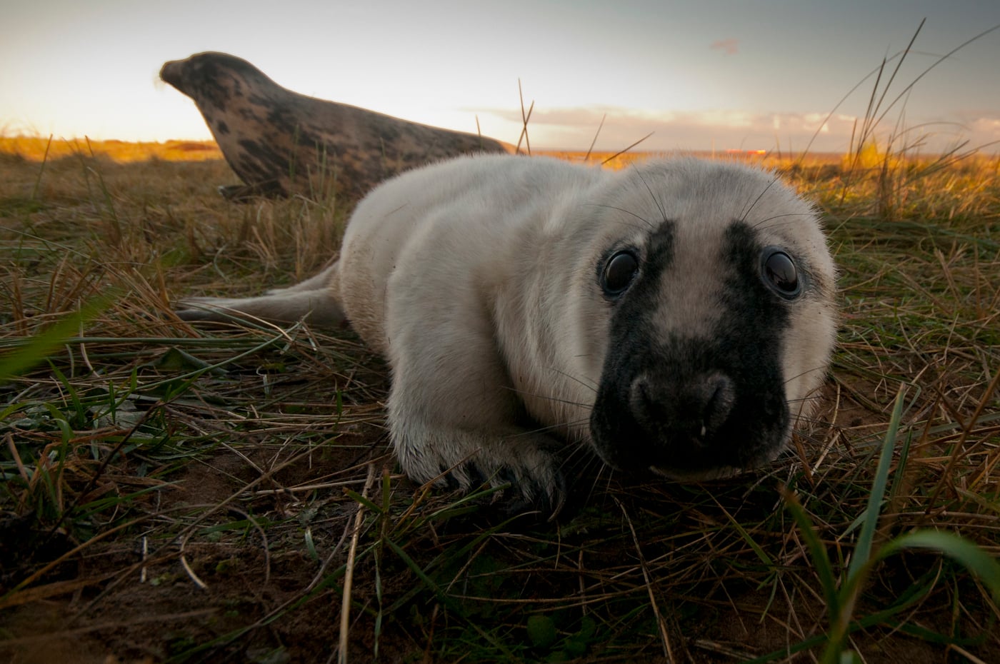 © Wex Photo Video Photographed-through-a-fence-with-a-remote-cable-release-I-waited-for-this-young-seal-to-take-in-interest-in-my-camera-before-pressing-the-shutter.jpg