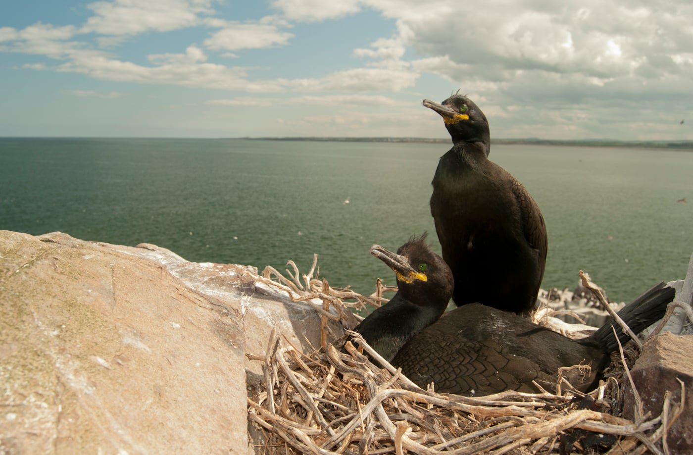 © Wex Photo Video Sea-birds-are-fantastic-subjects-when-working-close-by-be-sure-to-work-quite-quickly-before-moving-on-to-reduce-disturbance.jpg