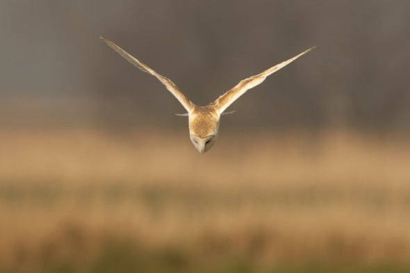 How to photograph barn owls