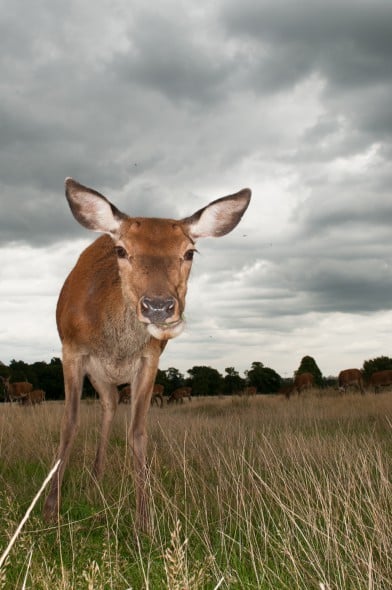 How to Use Flash for Wildlife Photography