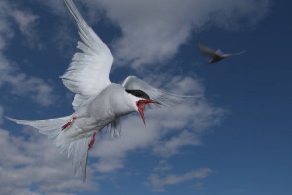 How to Use Flash for Wildlife Photography