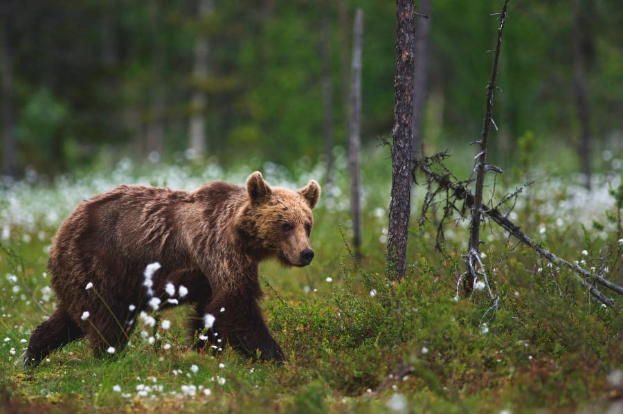 Perspective: Are Paid-For Hides Damaging Wildlife Photography?