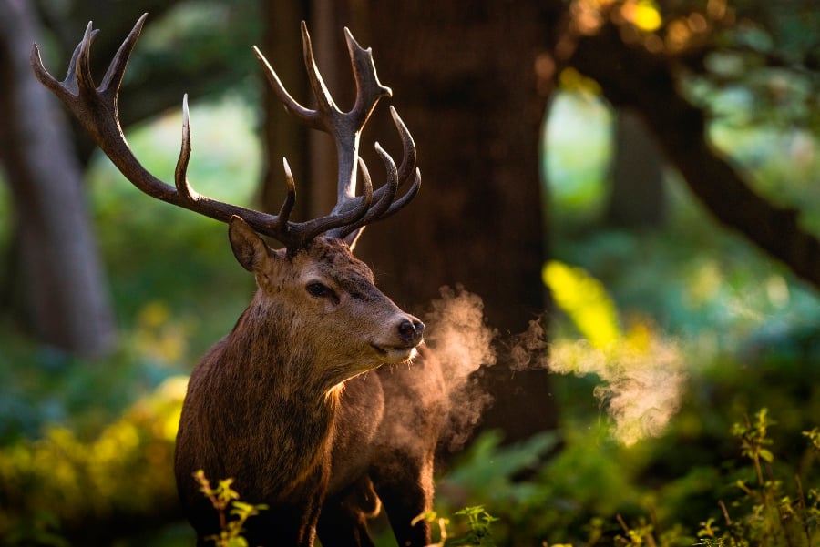 Photographing Wildlife in London Parks