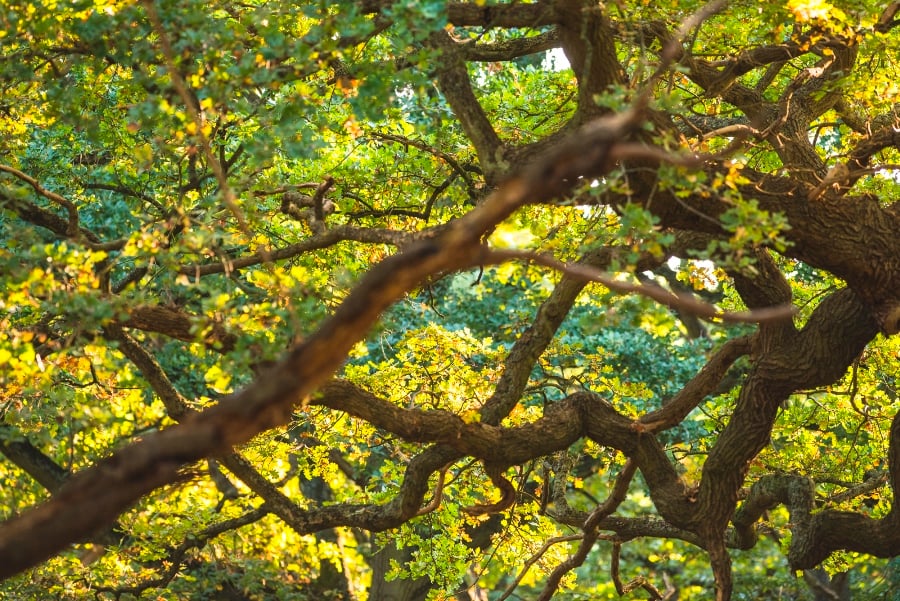 Photographing Wildlife in London Parks