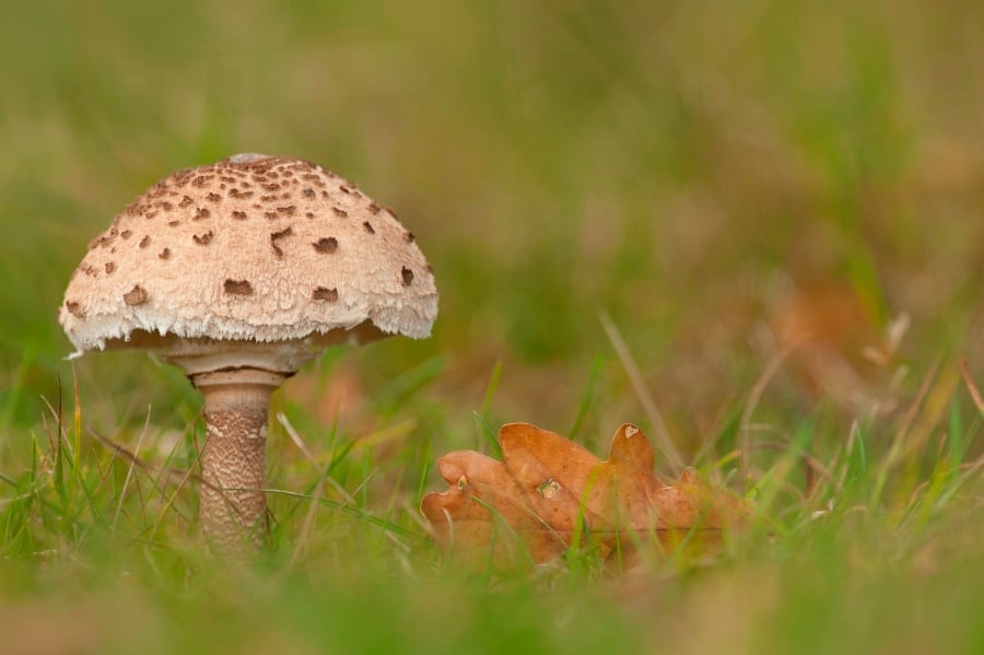 Photographing Wildlife in London Parks