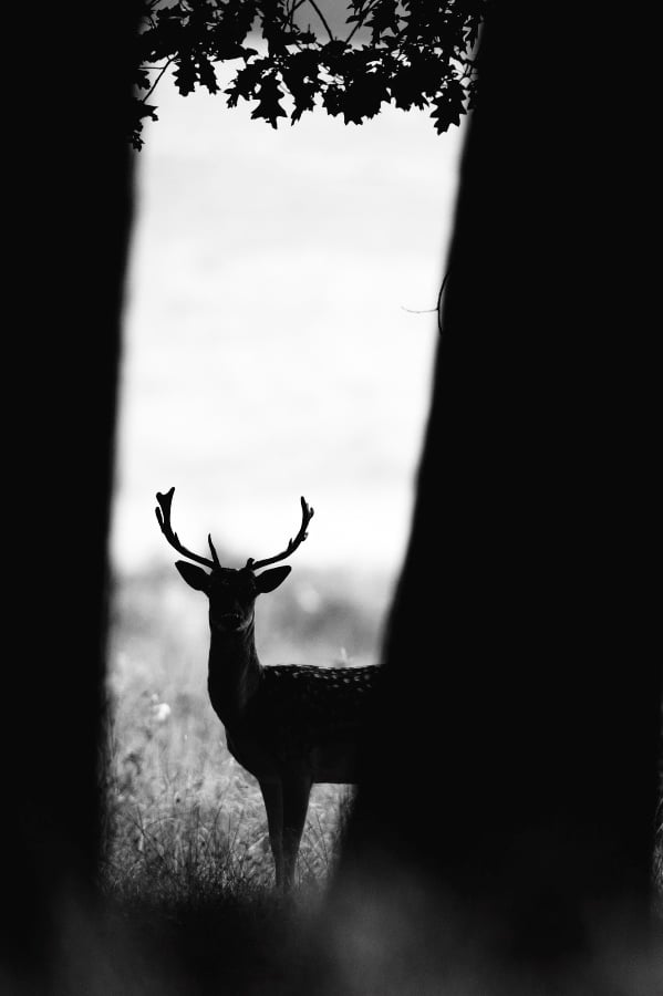 Photographing Wildlife in London Parks
