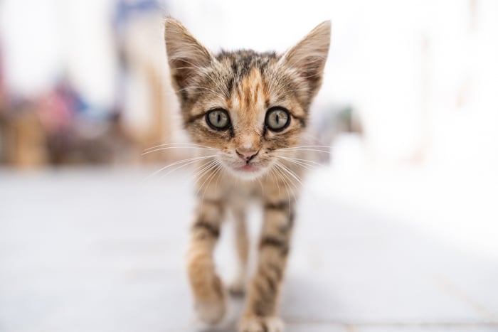 Sony’s Eye AF for Animals | Testing firmware v3.0 in Morocco 