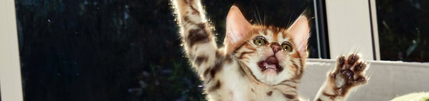 © Wex Photo Video talk-cats-top.jpg