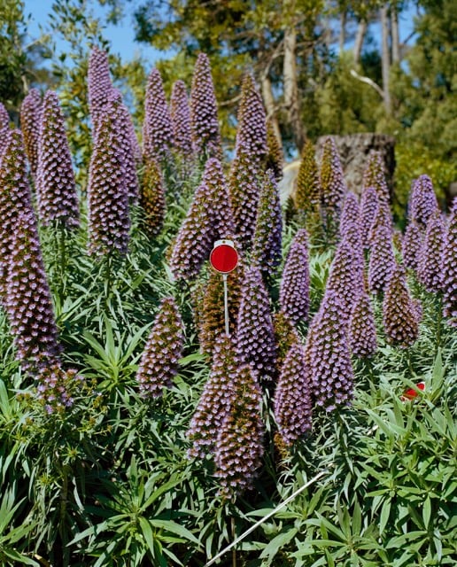 Pride of Madeira, Shoreline Highway, CA, from Why Am I Sad? by Dana Stirling