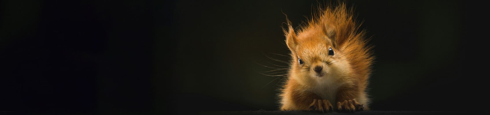 © Wex Photo Video wildlife acc top.jpg