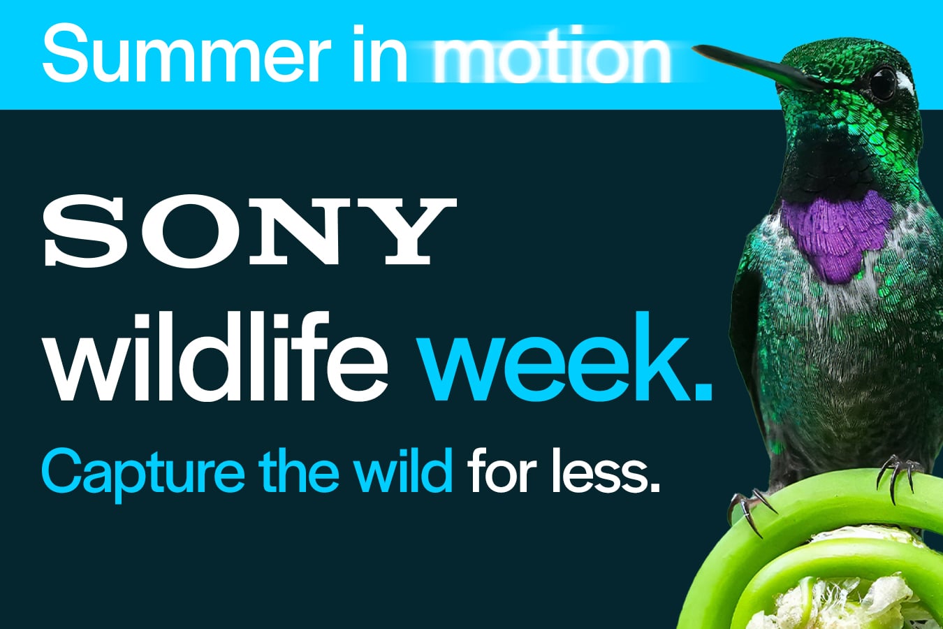 Sony Wildlife Week